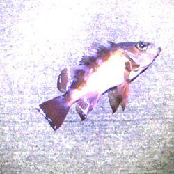 焼津港メバル釣り　おまけでタコも